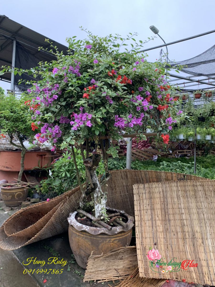 HOA GIẤY CẨM THẠCH